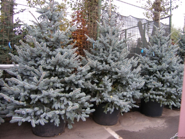 Picea pungens super blue seedling