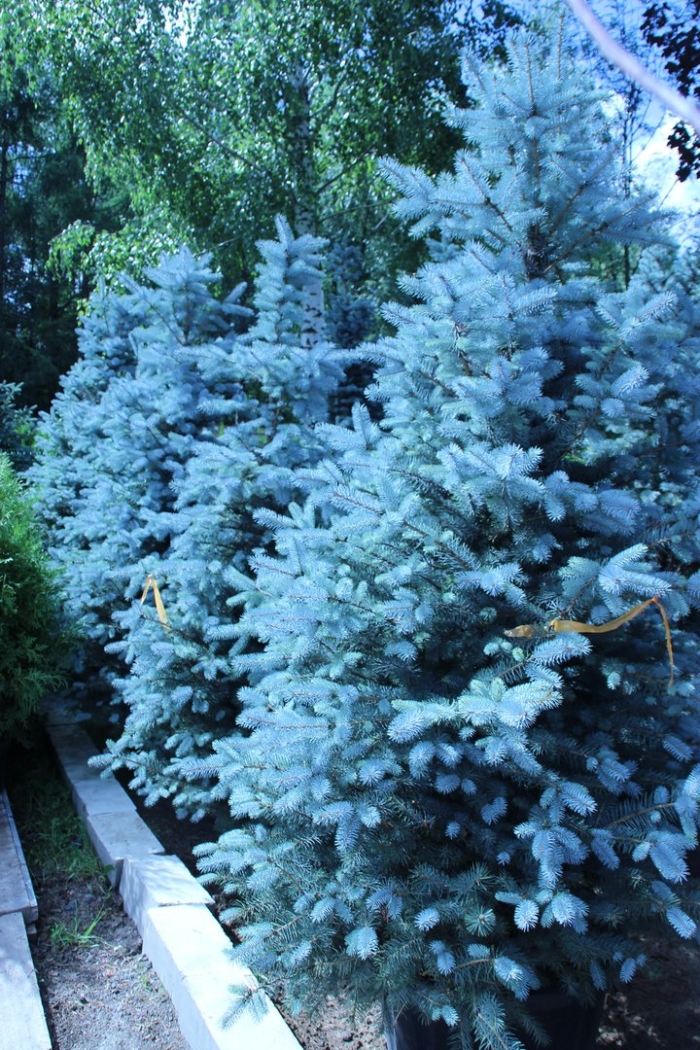 Ель голубая