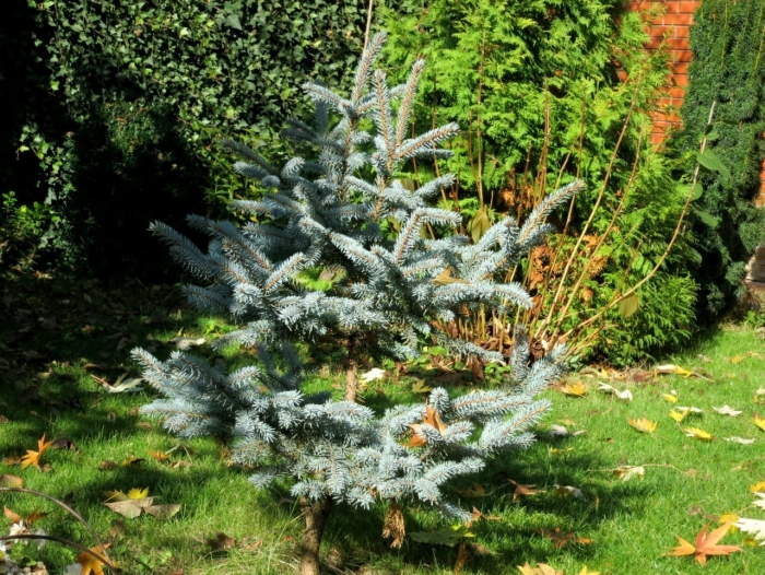 Ель колючая хупси