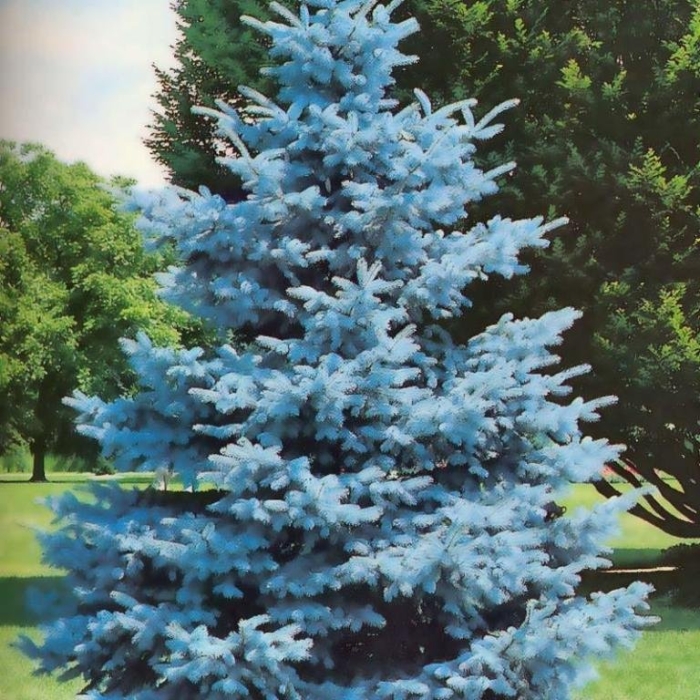 Голубая ель