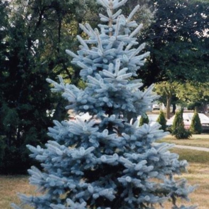 Ель колючая голубая
