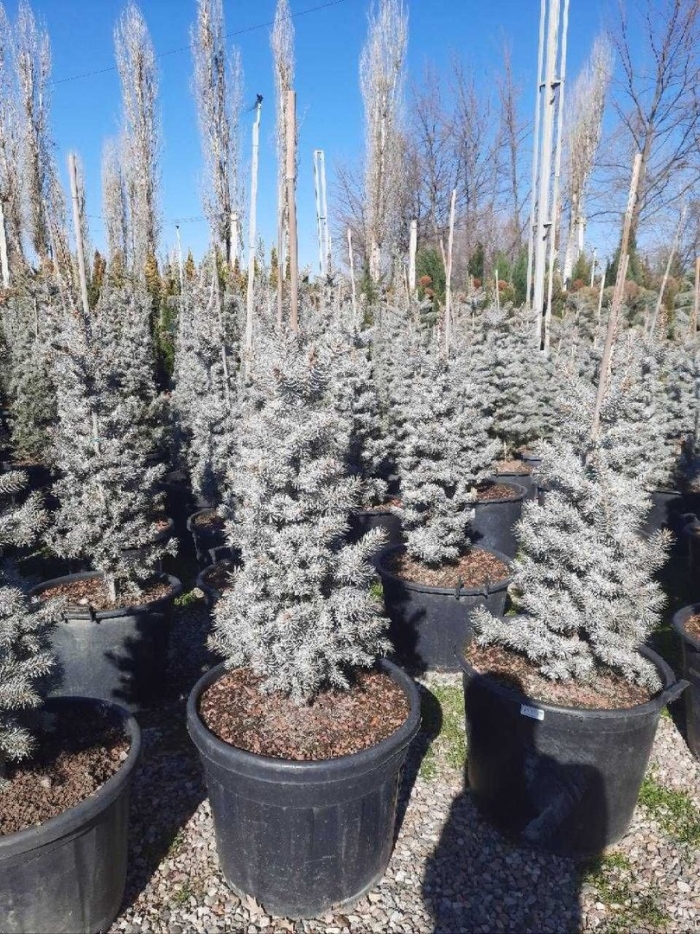 Ель колючая изели фастигиата