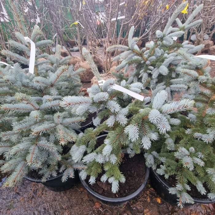 Ель колючая глаука глобоза