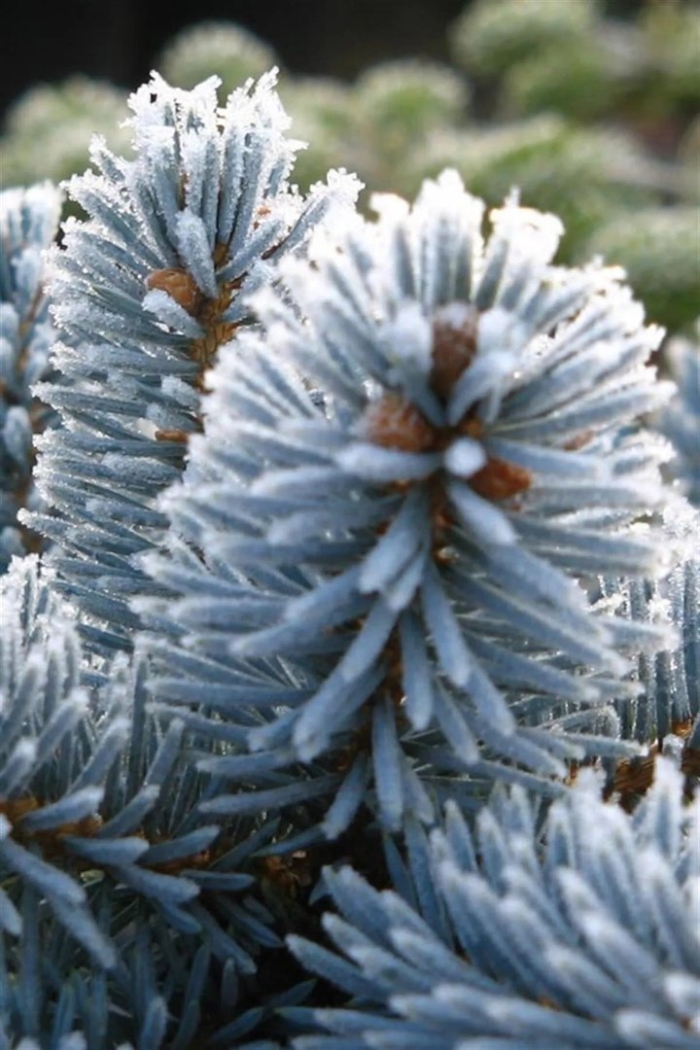 Ель голубая хупси