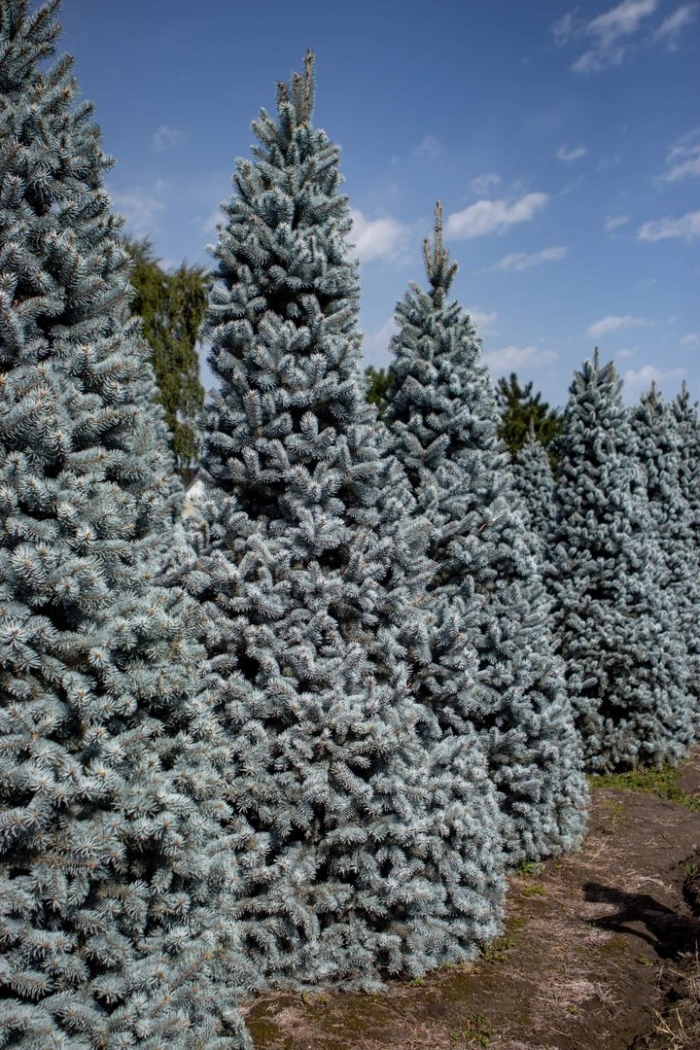 Picea pungens хупси