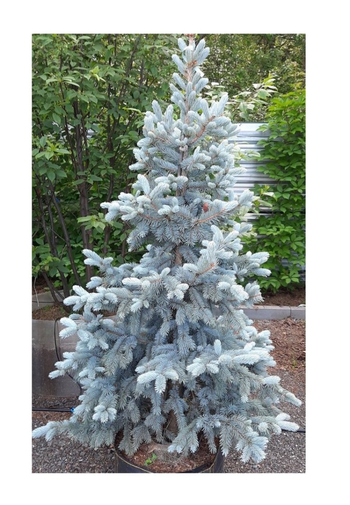 Ель колючая хупси