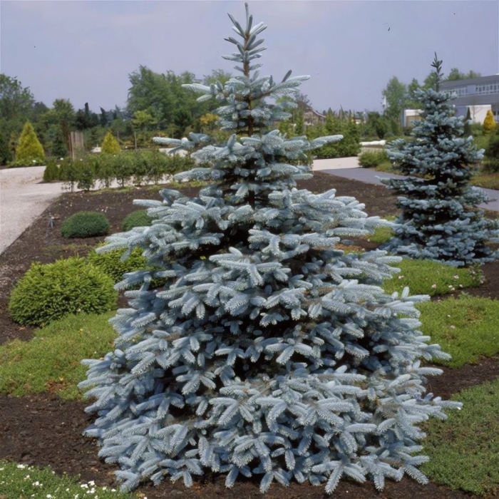 Ель колючая хупси