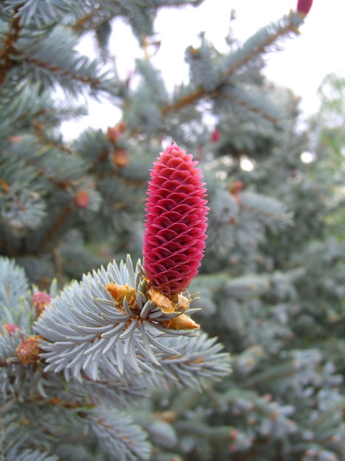 Ель с красными шишками