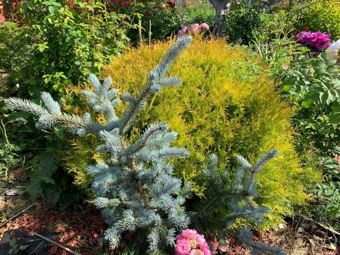 Picea pungens blue trinket