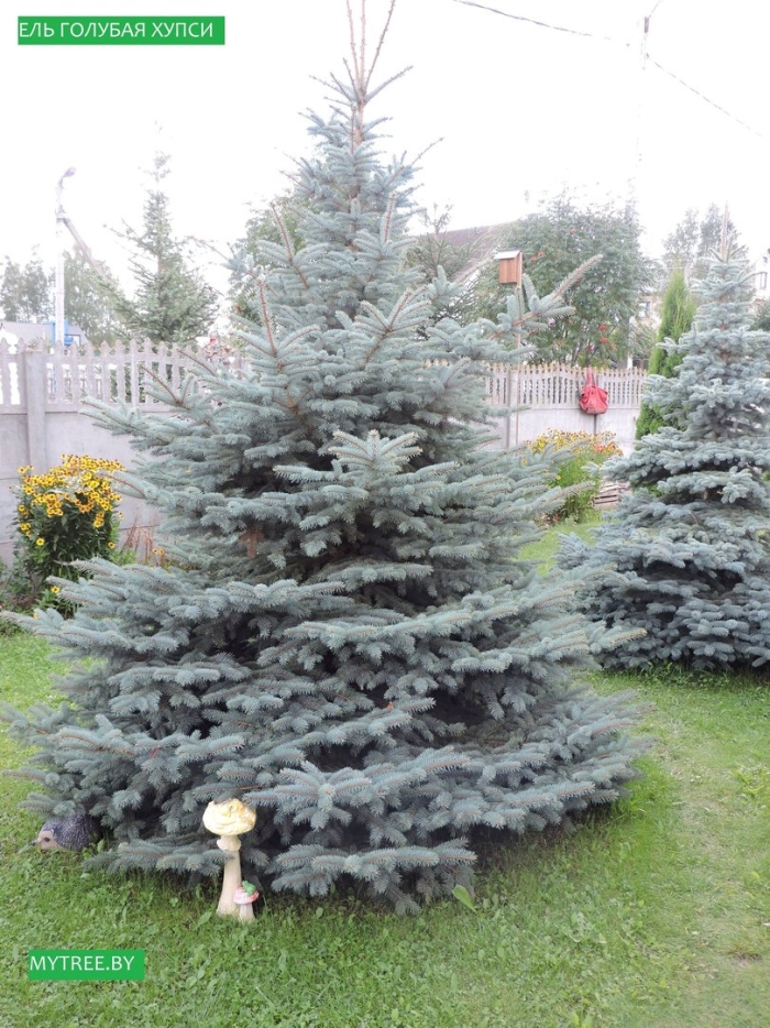 Ель колючая хупси