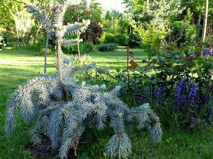 Picea pungens the blues