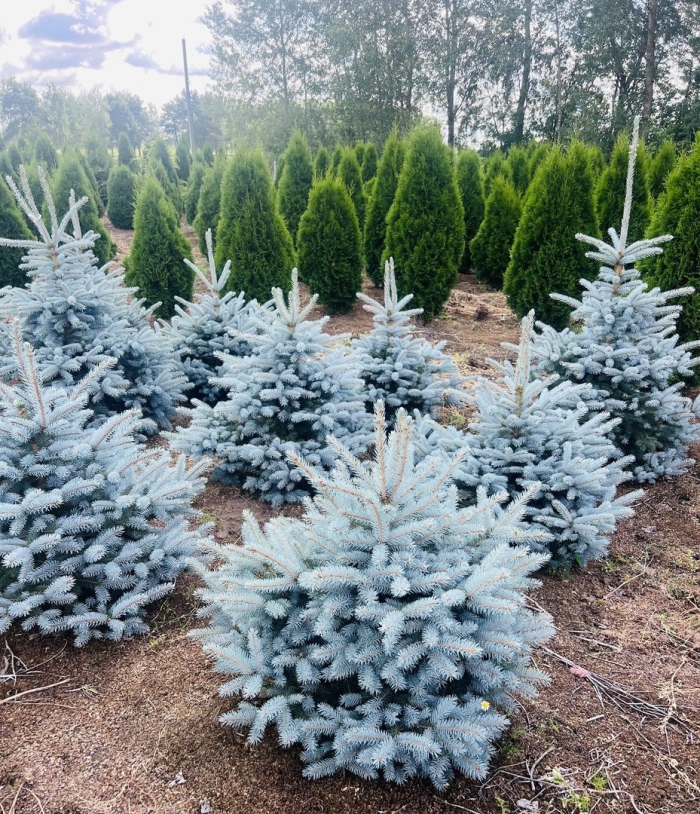 Ель колючая глаука супер блю сидлинг