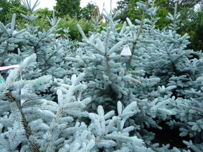 Ель колючая hoopsii