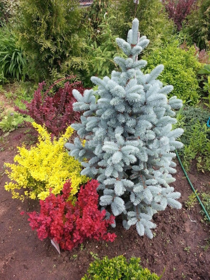 Глаука глобоза