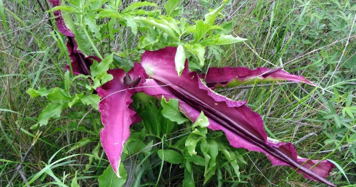 Dracunculus vulgaris