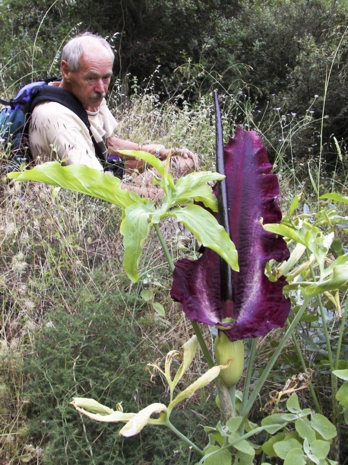 Аронник обыкновенный