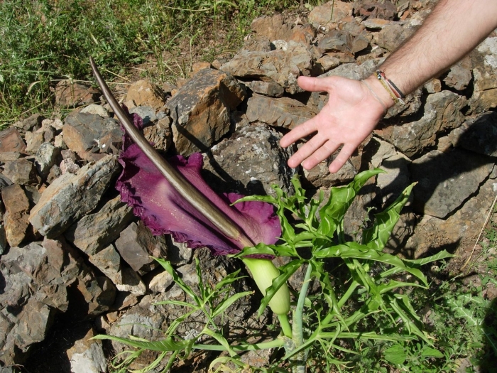 Аронник обыкновенный dracunculus vulgaris