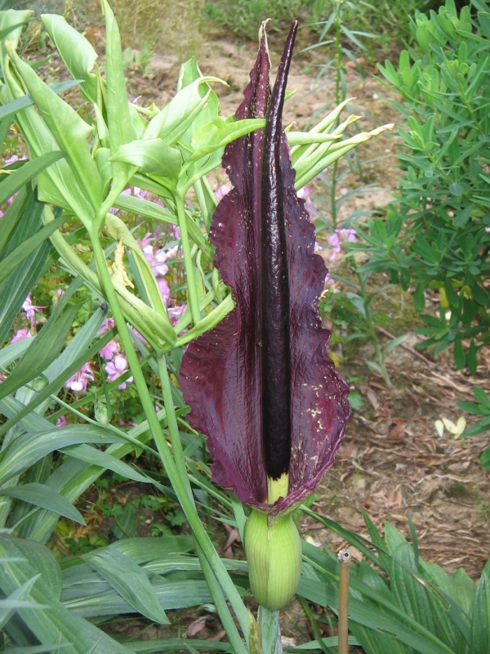 Аронник обыкновенный dracunculus vulgaris