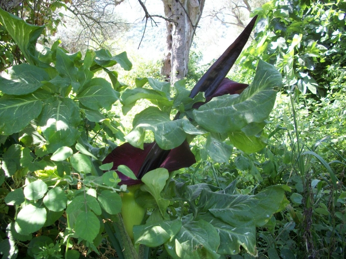 Дракункулюс обыкновенный ароидные