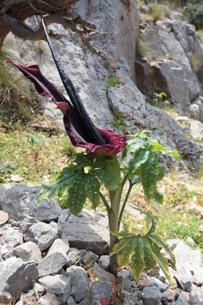 Dracunculus vulgaris