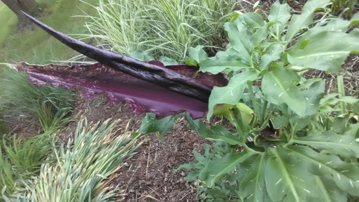 Дракункулус обыкновенный