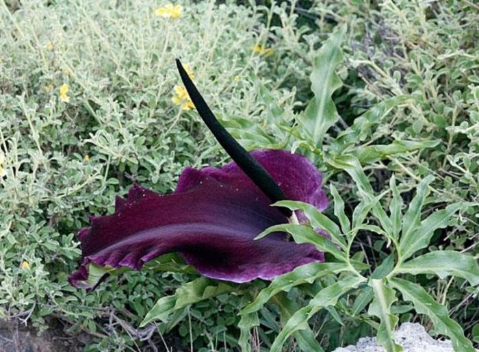 Dracunculus vulgaris