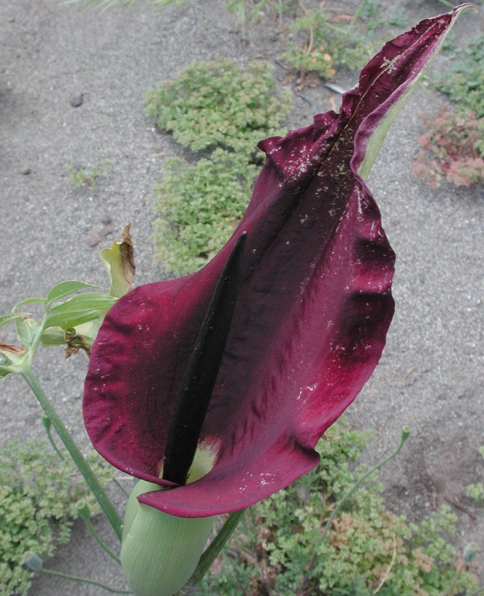 Аронник обыкновенный dracunculus vulgaris