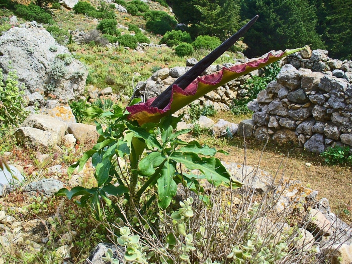 Dracunculus vulgaris