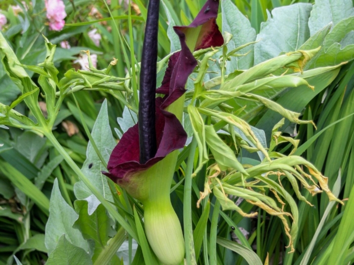 Arum dracunculus