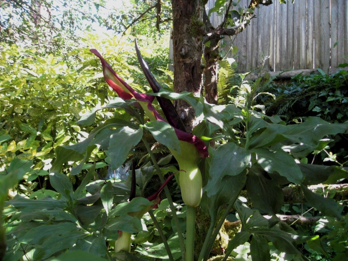 Dracunculus vulgaris