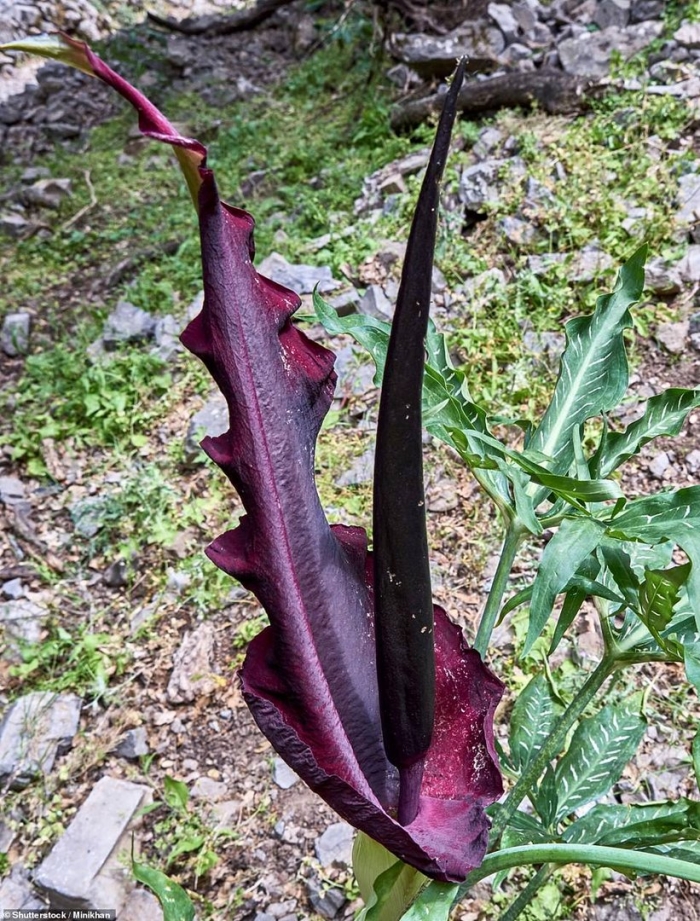 Аронник альпийский