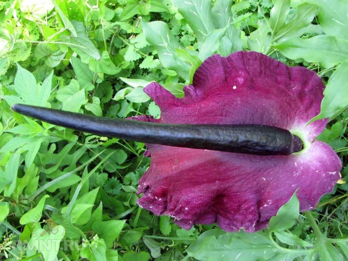 Аптекарский огород аморфофаллус