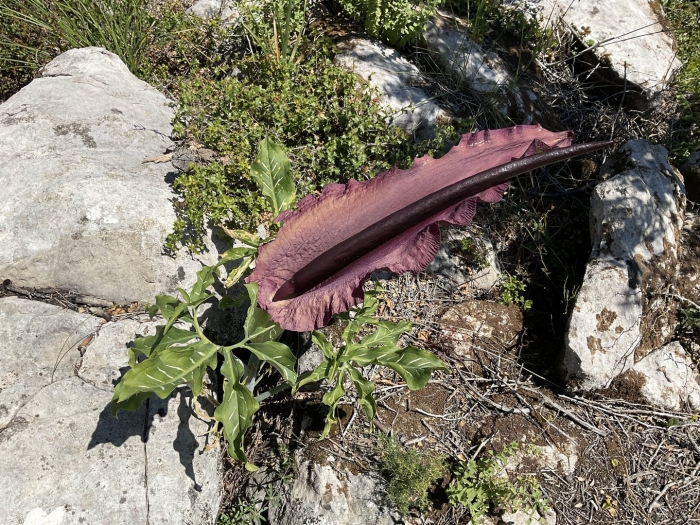 Dracunculus vulgaris