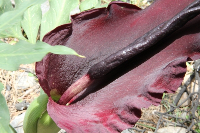 Аронник обыкновенный dracunculus vulgaris