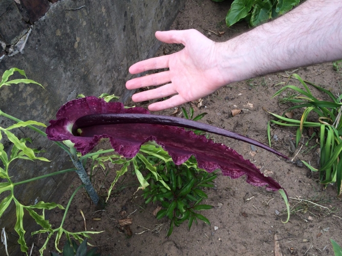 Дракункулюс обыкновенный