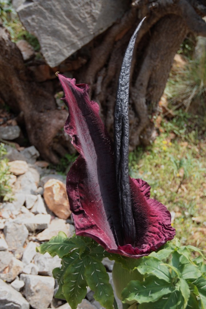 Dracunculus vulgaris