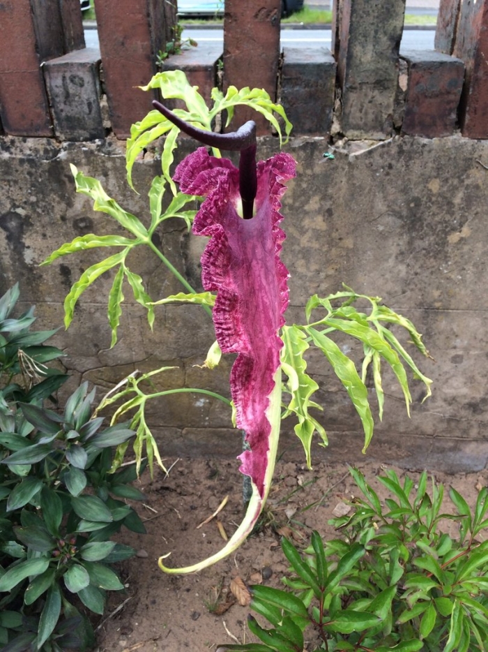 Аронник обыкновенный dracunculus vulgaris