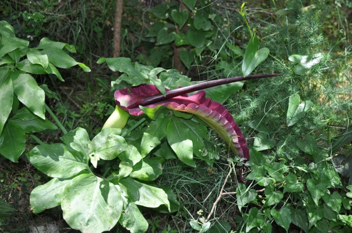 Arum dracunculus