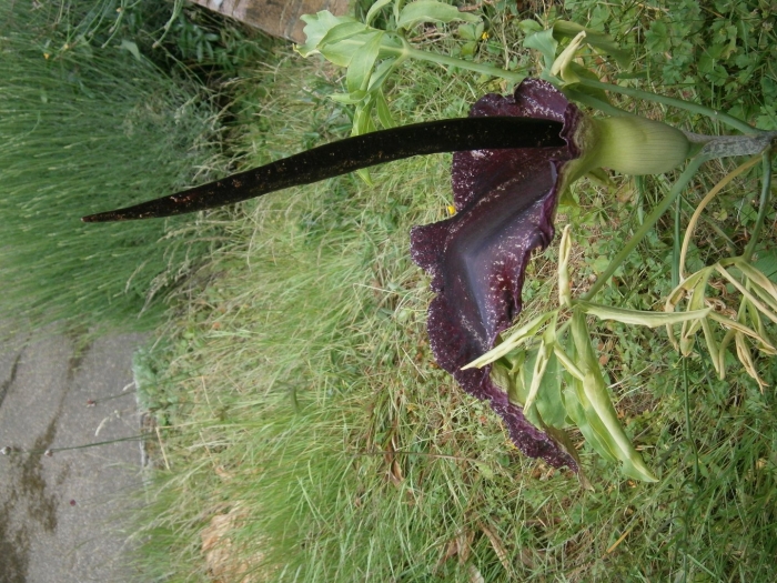 Dracunculus vulgaris