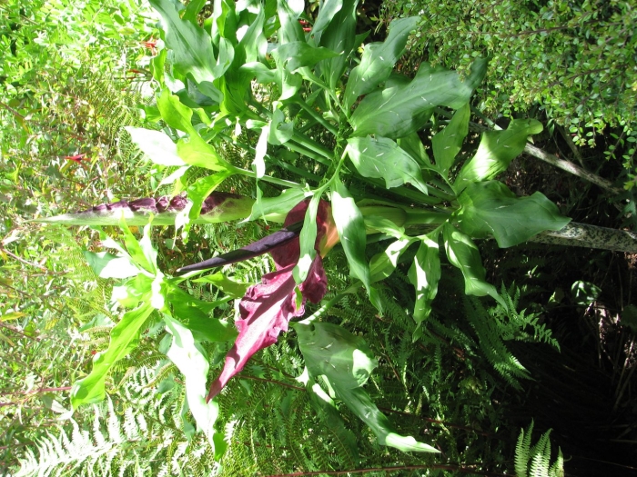 Dracunculus vulgaris