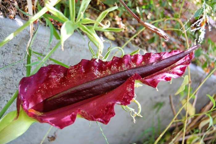 Дракункулюс обыкновенный