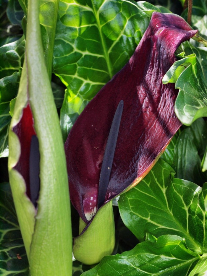 Дракункулюс обыкновенный