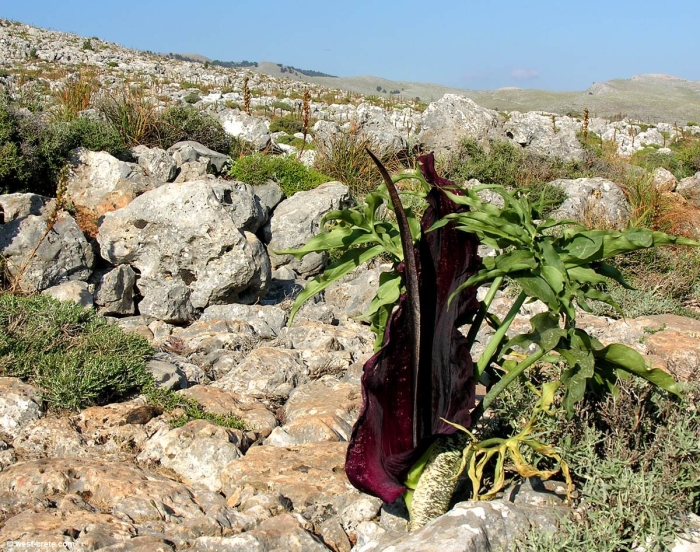 Dracunculus vulgaris