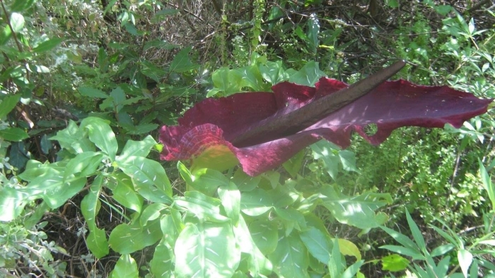 Дракункулюс обыкновенный