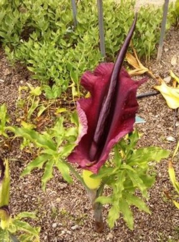 Аронник обыкновенный dracunculus vulgaris