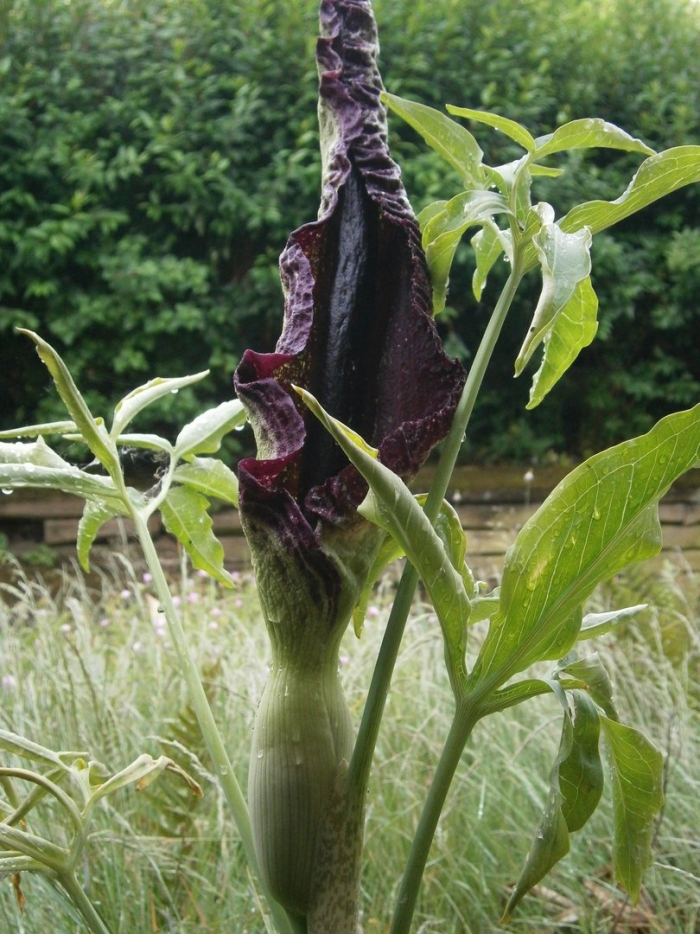 Dracunculus vulgaris