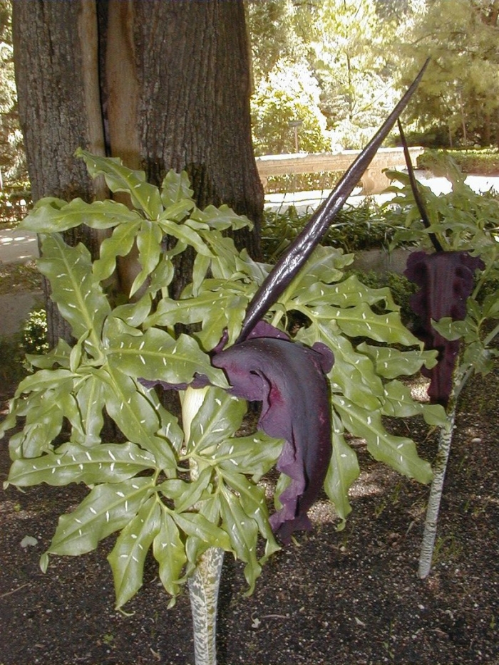 Dracunculus vulgaris