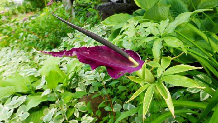 Dracunculus vulgaris