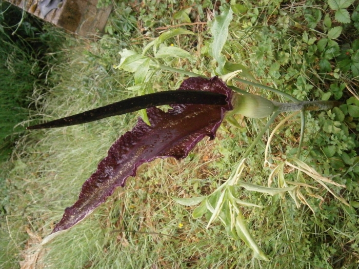 Dracunculus vulgaris