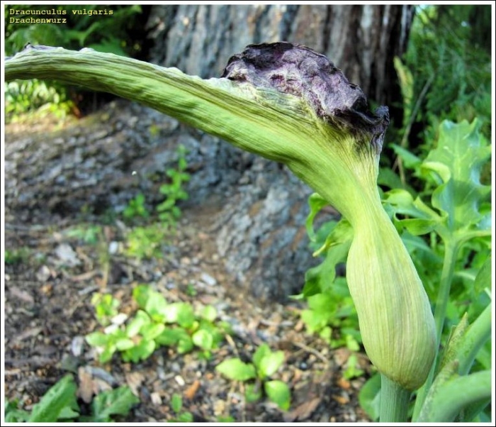 Аризема амурская
